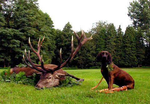Red stag hunting in world famous SEFAG area