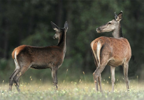 Wild boar and female deer hunting at SEFAG