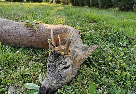 Roe buck hunting directly next to the Austrian border