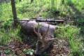 Roe buck hunting in East - Hungary