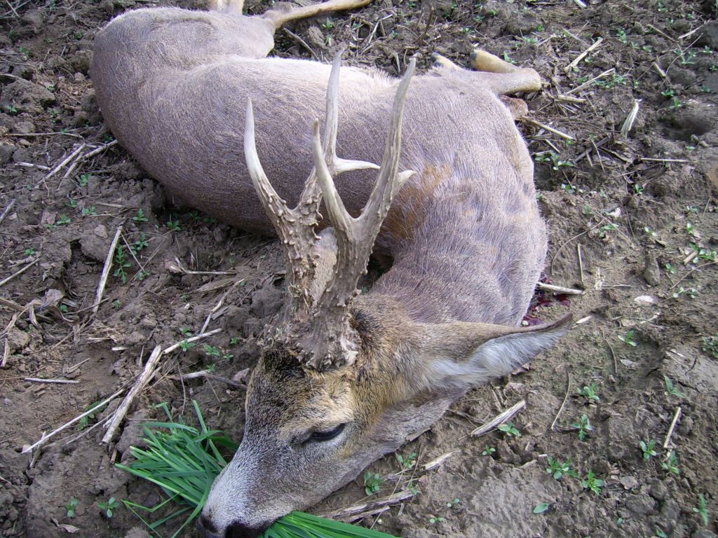 Roe buck hunting in East - Hungary