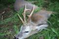 Roe buck hunting in East - Hungary