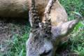 Roe buck hunting in East - Hungary