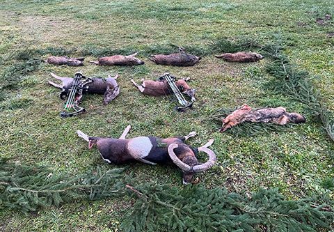 Bowhunting in South - Hungary (fenced area - 850 ha)