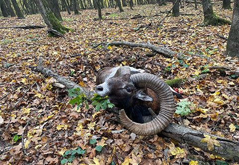 Mouflon ram hunting in North - Hungary (Süttő)