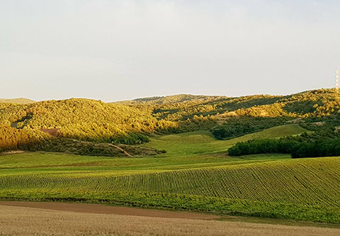 Red stag hunt in North - Hungary with fix cost