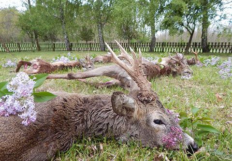 Roe buck hunting in South - Hungary with fix prices