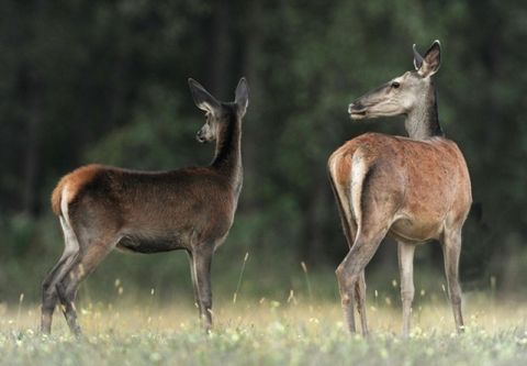 Wild boar and female deer hunting at SEFAG