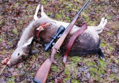Female deer–wild boar hunting