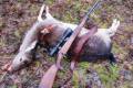 Female deer hunting in East-Hungary with horse cart in wold famous Gúth