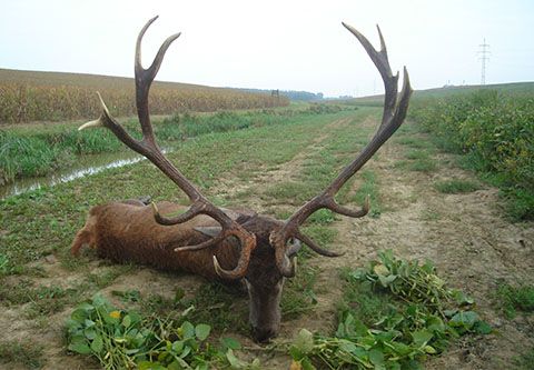 Red stag hunting in South - Hungary