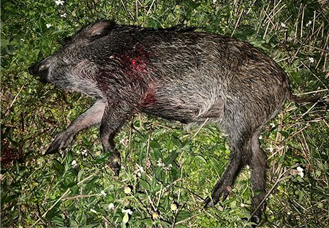 Wild boar and female deer hunting in West - Hungary