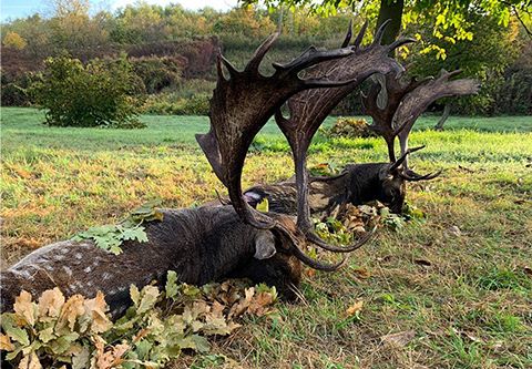 Fallow buck hunting in South - Hungary (Újpetre)