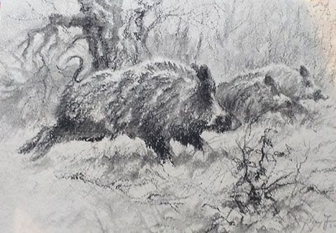 Driven hunt in Forestry area