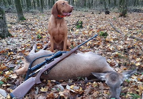 Wild boar and female deer hunting near Balaton