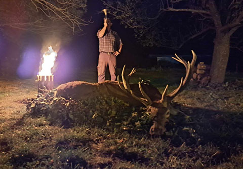 Red stag hunt in North - Hungary