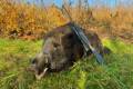 Female deer hunting in East-Hungary with horse cart in wold famous Gúth