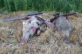 Wild boar and female deer hunting near Balaton