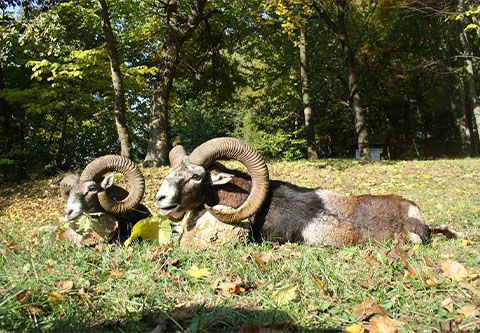 Mouflon ram hunting in Bakony Mountain