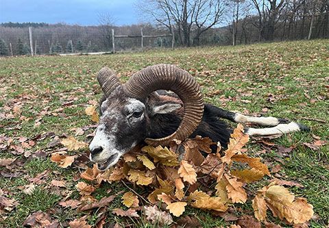 Mouflon ram hunting in the Vértes Mountain