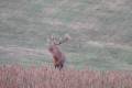 Red stag hunt in North - Hungary