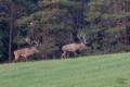 Red stag hunt in North - Hungary