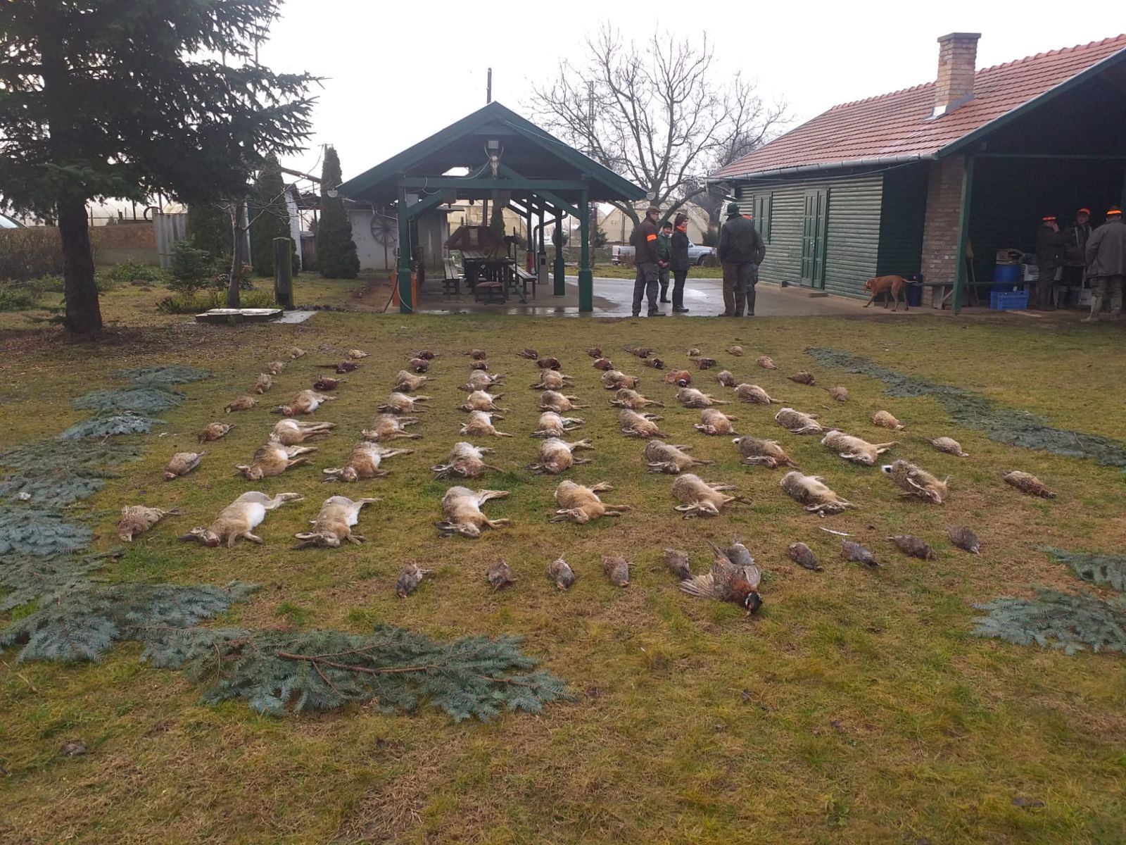 Small game hunting in South - Hungary (Röszke)