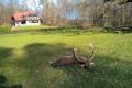 Fallow buck package offer in West-Hungary (National forestry)