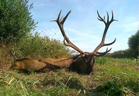 Red stag hunt in Zala county