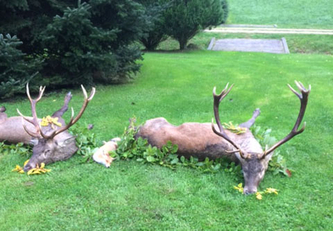 Red stag package offer in West - Hungary  (National forestry)